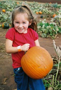 M-big pumpkin