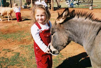 M-donkey