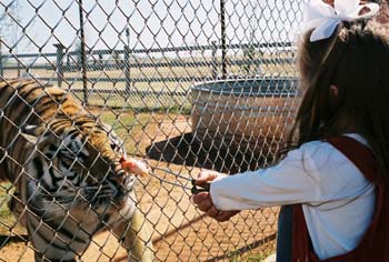 M-feeding tiger