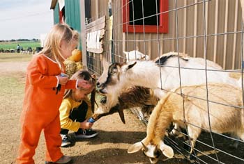 MP_feeding goats