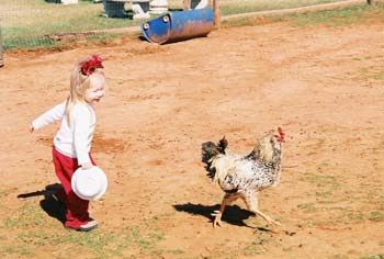 P-chicken
