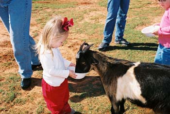 P-goat